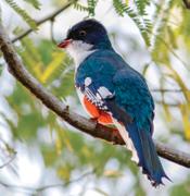 Wet winds coming off the Atlantic make the north face of the mountains a refuge for plants and animals, including Cuban trogon, the national bird of Cuba.