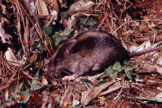 shrew-like rodent that eats only insects and other invertebrates. disappeared, the water in the small river became clear, and houses were congregated into orderly, clean settlements.