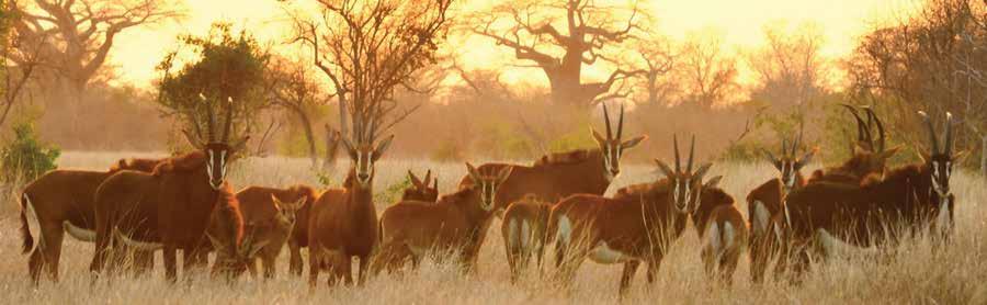 Buffalo, elephant, sable antelope and other animals have all been brought back to the reserve which was once rated as one of the