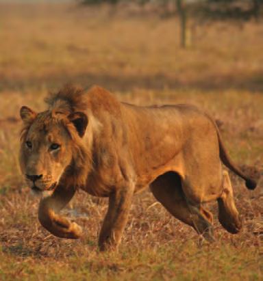 135 Gorongosa National Park The park is at the southern end of the Great African Rift Valley in the heart of central Mozambique.