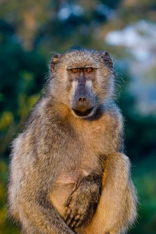 Management of interface zone Case Study: Baboon Management Chacma baboon: iconic species; largest herbivore in