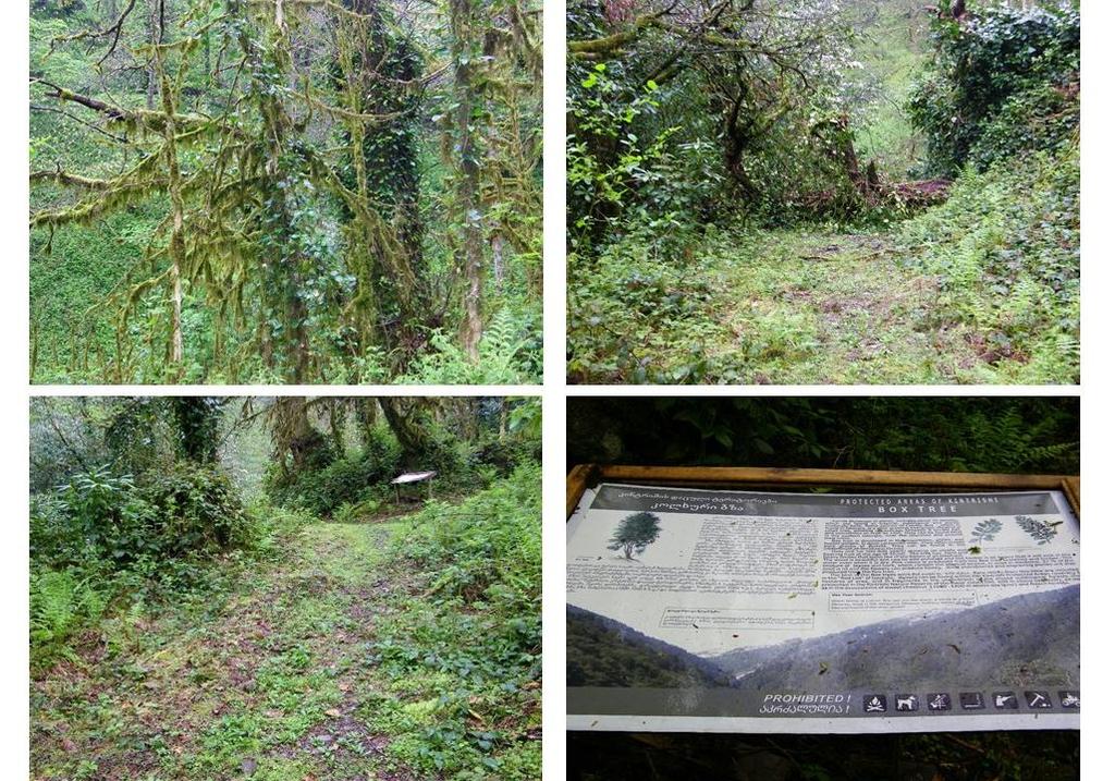 of this trail is conducted as this route is accessible all year round, and should be kept in good condition. Figure 17: Images on the Box tree area.