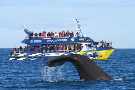 Whale Watch Kaikoura Whale Watch is New Zealand's only marine-based whale watching company offering visitors an exciting up-close encounter with the Giant Sperm Whale at all times of the year.
