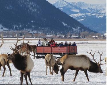 A private snow coach takes you to places where the wildlife is still abundant but the