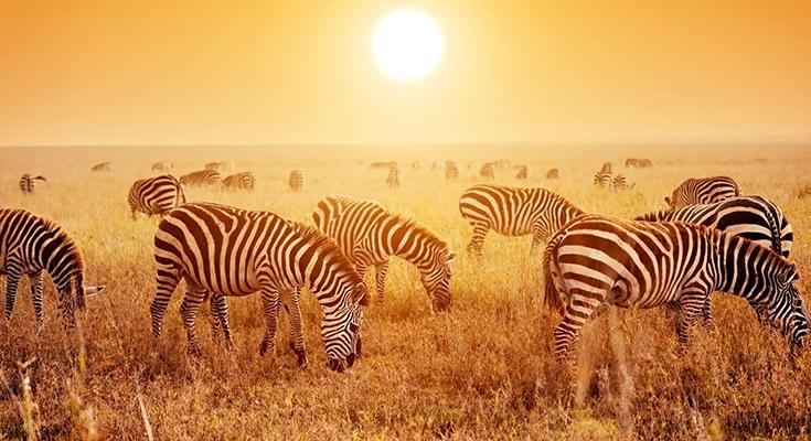 Tanzania Adventure Safari See more, sense more, and revel in the excitement and stunning beauty of Africa on an up-close, engaging Safari experience.