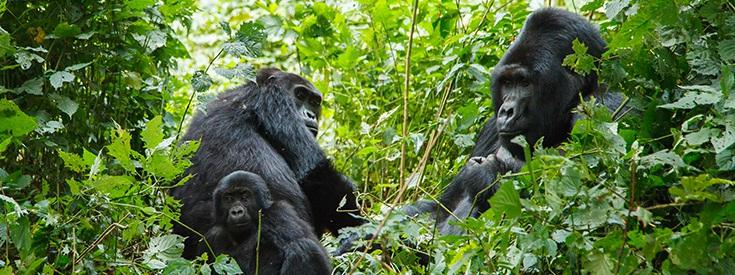Optional 4 Day Program Extension Gorilla Trekking in Uganda Day 1 Arrive Entebbe, Uganda Overnight: Lake Victoria Serena Resort Day 2 Bwindi National Park (B,L,D) Overnight: Sanctuary Gorilla Forest