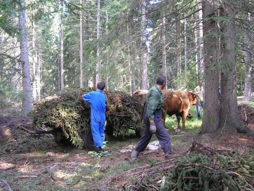 Slika 3. Izvlačenje šumskog drvnog ostatka volovskom zapregom (foro: B. Glavonjić, avgust 2009.god.
