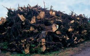 U pojedinim zemljama Evropske unije (primer Finska) za proizvodnju drvne sečke koriste se panjevi i korenje (slika 18). Dimenzije Slika 18.