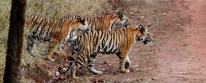 Lions and Tigers of India Detailed Itinerary Jun 30/17 This may be the grandest wildlife adventure anywhere for those who are lovers of the BIG CATS - lions, tigers, and leopards!