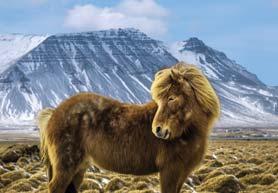 PRSRT STD U.S. Postage PAID Gohagan & Company Brought from Norway by the Vikings, the pure-bred Icelandic horse is known for its strong, thick mane and tail.