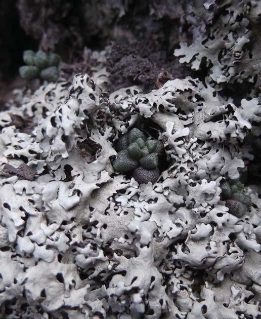 notes on sedum fuscum by, México Sedum fuscum lichen Asphylostridium coronatum - Paseo de Los Perros Gordos, Zacatecas, Mexico.