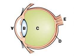 2.2 Kako čovjek vidi boje? Svjetlo u oko ulazi najprije kroz rožnicu (cornea). To je tvrda prozirna membrana koja štiti oko od mehaničkih oštećenja.