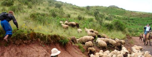 Sheep near Coricanta Notes: During our