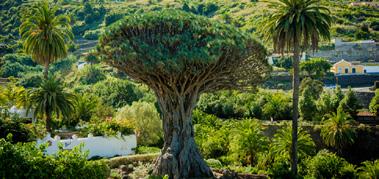 Whether it may have stood for 5000 years or just 650 years, it is a fine specimen of a tree that was once believed to have sprouted from the blood of slain dragons.