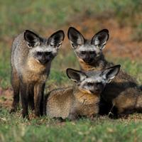 Bat-eared fox (Otocyon megalotis) Altitude range: 1700 1900 m Main habitats: Short grass with an abundance of termite mounds on relatively flat ground.