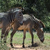 Grévy s zebra (Equus grevyi) Altitude range: 1700 2000 m Main habitats: Grassland, open bushland Percentage of Lolldaiga used: 20 30% Group size: 1 2