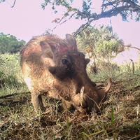 Common warthog (Phacochoerus africanus) Altitude range: 1700 2200 m Main habitats: bushland, savanna, grassland, particularly near water.