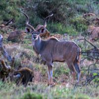 Greater kudu (Tragelaphus strepsiceros) Altitude range: 1750 2200 m Main habitats: Bush-covered, rocky, hillsides.
