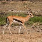 Thomson s gazelle (Eudorcas thomsonii) Altitude range: 1700 1900 m Main habitats: Open, short grassland.