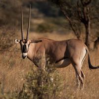Beisa oryx (Oryx beisa) Altitude range: 1700 1800 m Main habitats: Short-grass plains and open bushland on relatively flat ground.