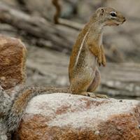 Striped ground squirrel (Xerus erythropus) Altitude range: 1700 2100 m Main habitats: Bushland and forest. Percentage of Lolldaiga used:?