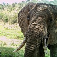 Savanna elephant (Loxodonta africana) Altitude range: 1700 2300 m Main habitats: All habitats.