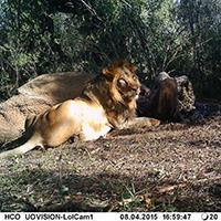 Lion (Panthera leo) Altitude range: 1700 2200 m Main habitats: Grassland, bushland, woodland Percentage of Lolldaiga used: 85% Group size: 1 8 Abundance as of May 2015: 18 24 individuals Other