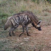 Striped hyaena (Hyaena hyaena) Altitude range: 1800 2200 m Main habitats: Grassland, bushland, woodland, dry forest Percentage of Lolldaiga used:?