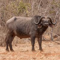 African buffalo (Syncerus caffer) Altitude range: 1700 2300 m Main habitats: All habitats. Only absent from the steepest ground.
