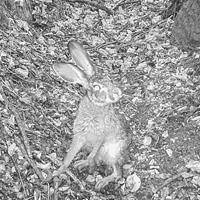 Other information: This appears to be the only species of hare on the Ranch.