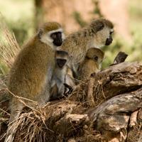 Hilgert s vervet monkey (Chlorocebus pygerythrus hilgerti) Altitude range: 1700 2100 m Main habitats: Yellow fever Acacia xanthophloea woodland along Sinyai Lugga, Timau River and larger dams.