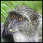 Kolb s monkey (Cercopithecus mitis kolbi) Altitude range: 1900 m Main habitats: Riverine forest Percentage of Lolldaiga used: ca.