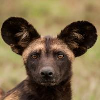 African wild dog (Lycaon pictus) Altitude range: 1700 2200 m Main habitats: All of the more open habitats, including open woodland on rocky hillsides.