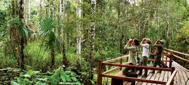 RAINFOREST ECO-LODGES PERU MANU WILDLIFE CENTER 5 days/4 nights from $2796 per person twin share 4 days/3 nights from $2350 per person twin share Reached via a combination of road
