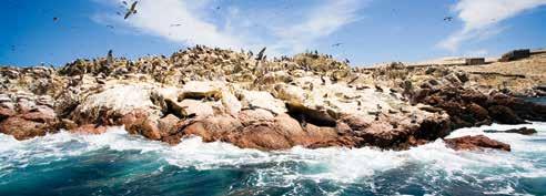 Explore the ruins of Cahuachi and Pachacamac and view wildlife such as sea lion and penguin at Paracas and on the Ballestas Islands. Day 1 Nazca Depart to Nazca (approx. 8hrs) by private car.