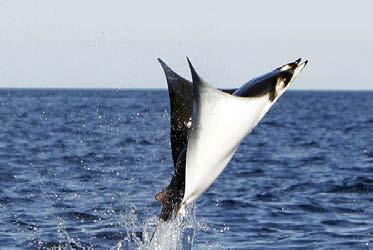 Famous for huge blue marlin as well as thrilling, hard-fighting black marlin, the East Cape offers the biggest fish and best variety of species of any Mexican resort area.