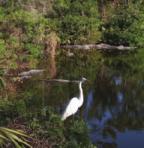 As you move from place to place, you may see all kinds of animals, from tiny frogs to free-roaming alligators and crocodiles, graceful herons, and lots of snakes.