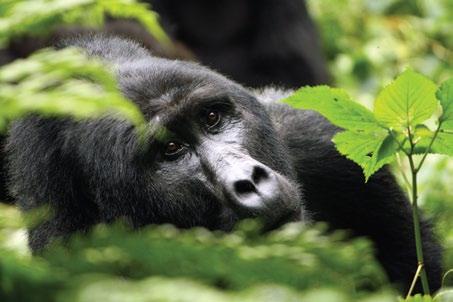On this tracking adventure, you will have the exhilarating opportunity to visit the Mountain Gorilla s natural habitat of shady bamboo thickets and relish sensational views of lush green rainforests,