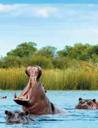 SCHEDULE BY DAY (B=Breakfast, L=Lunch, R=Reception, D=Dinner) hippopotamuses cooling themselves in the Chobe River Tuesday and Wednesday, February 27 and 28 U.S. / Johannesburg, South africa Depart on an overnight flight and arrive the following day in Johannesburg.