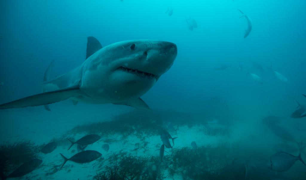 ABOUT THE RONDEY FOX DIVE EXPERIENCE SURFACE AND OCEAN FLOOR DIVING Diving with Great White Sharks is what Rodney Fox Adventures and Expeditions are all about.