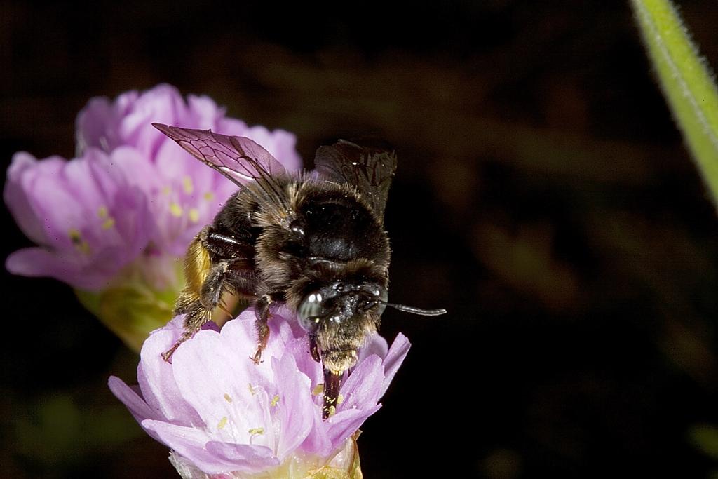 Investigation of the autecology of the bee Anthophora retusa (Hymenoptera: Apidae) in 2008. M. Edwards and M. Jenner. 1.