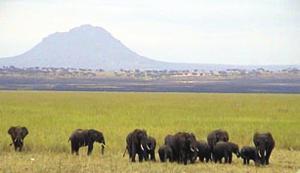 Tarangire National Park This is a small park and wildlife populations are smaller than in Ngorongoro and the Serengeti.