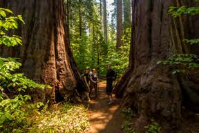 FAMILY-FRIENDLY PARKS Calaveras Big Trees State Park This park has a little bit of everything massive sequoia