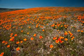 Antelope Valley California Poppy Reserve This park is great for picnics and spotting wildlife year round, but