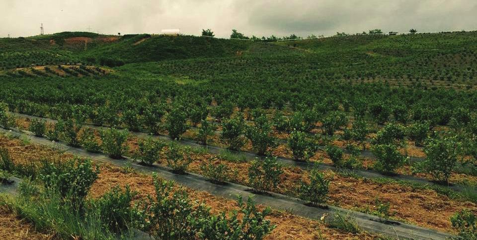 State Proposal JSC VANRIK AGRO Industry: Agriculture JSC Partnership Fund Description of the project: Blueberry plantation on 120 hectares Project summary: Partner developed blueberry plantation on