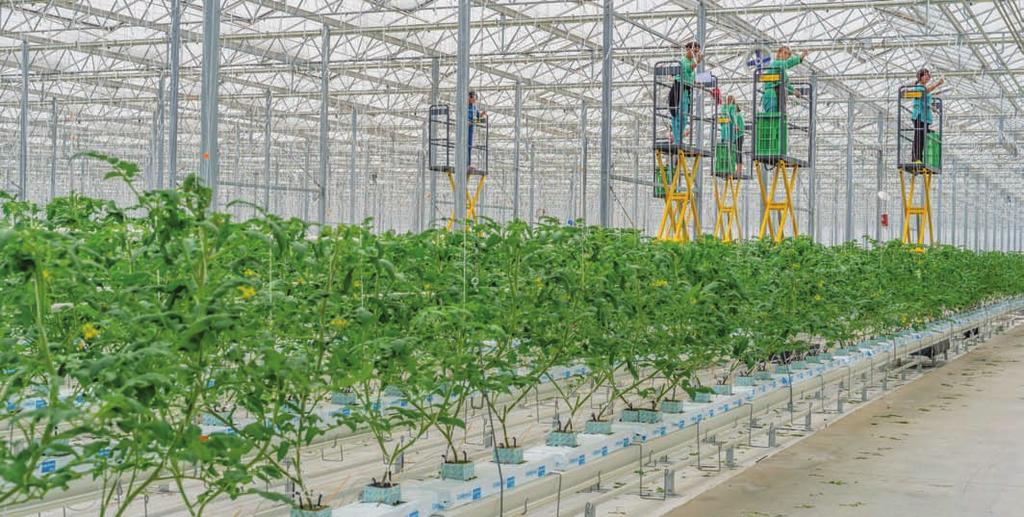 Private Proposal PLANTA GREENHOUSE Industry: Agriculture and Logistics Georgian Co-Investment Fund Project Description Planta Greenhouse is one of Georgian Co-Investment Fund s investment projects in