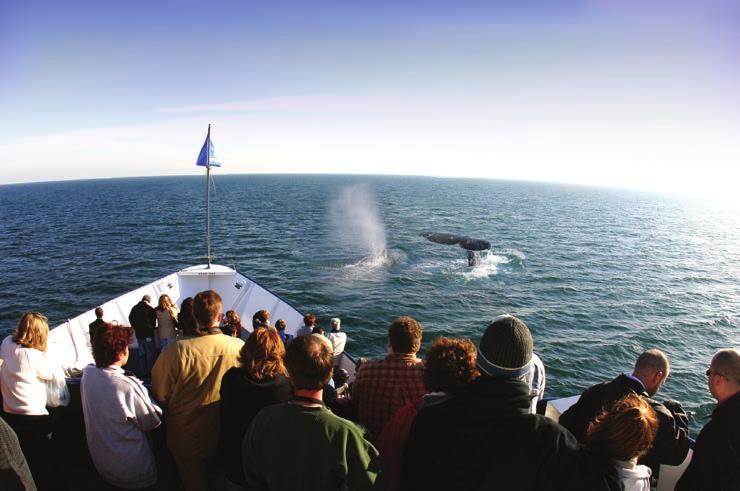 WHALE & DOLPHIN WATCHING ADVENTURES Two cruises daily showcasing majestic marine animals including gray whales, four types of dolphins, sea lions and seabirds on the largest vessel in San Diego.