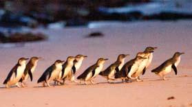 ferry and transferring across Port Phillip Bay to explore Phillip Island and see the wonder of the Penguin Parade.