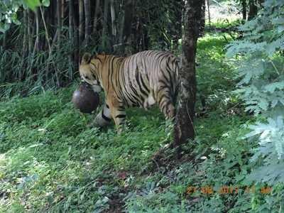 Panna, the six-year-old tiger at Van Vihar has got a new softball to kill boredom and keep himself active.