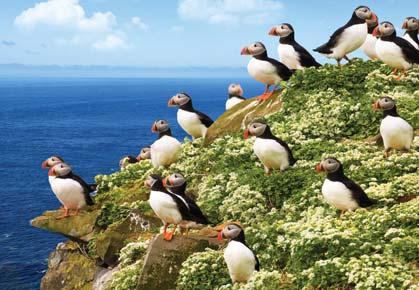 PRSRT STD U.S. Postage PAID Gohagan & Company Arctic puffins are a common sight throughout Grímsey Island.